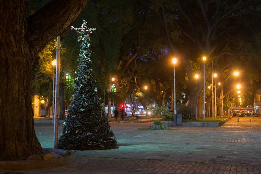 Pino de parras. Portal Alameda